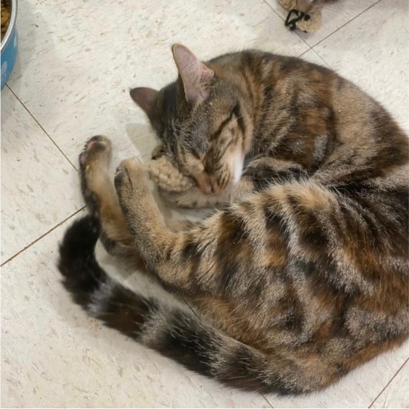 HAND CRAFTED Colorful Yarn Crochet Potent Organic Catnip Lot of 10 Cat Toy Balls - Picture 7 of 8